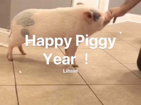 Day 6 Of Lunar New Year, The Year Of Pig With Lihsin Tsai | 己亥肖猪年 「初六」